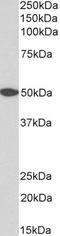 G Protein-Coupled Receptor 39 antibody, STJ73166, St John