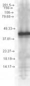 DnaJ homolog subfamily A member 2 antibody, TA309369, Origene, Western Blot image 