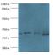 MAF1 Homolog, Negative Regulator Of RNA Polymerase III antibody, MBS1492906, MyBioSource, Western Blot image 