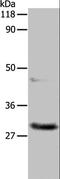 APAF1 Interacting Protein antibody, LS-C400506, Lifespan Biosciences, Western Blot image 