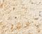 Transmembrane Protein 106A antibody, NBP2-41165, Novus Biologicals, Immunohistochemistry frozen image 