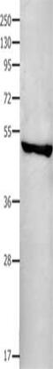FAS antibody, CSB-PA185779, Cusabio, Western Blot image 
