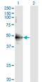 Cell Division Cycle 37 antibody, LS-C133677, Lifespan Biosciences, Western Blot image 