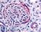 Pipp antibody, LS-A3066, Lifespan Biosciences, Immunohistochemistry frozen image 