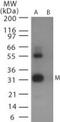 Influenza A H6N1 MP 1  antibody, PA1-41124, Invitrogen Antibodies, Western Blot image 