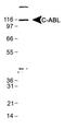 ABL Proto-Oncogene 1, Non-Receptor Tyrosine Kinase antibody, NB110-81723, Novus Biologicals, Western Blot image 