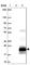 Transmembrane Serine Protease 2 antibody, HPA035787, Atlas Antibodies, Western Blot image 