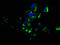 G Protein Subunit Gamma 7 antibody, LS-C396009, Lifespan Biosciences, Immunofluorescence image 