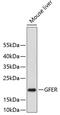 Growth Factor, Augmenter Of Liver Regeneration antibody, 18-752, ProSci, Western Blot image 