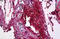 Fibrinogen Gamma Chain antibody, MBS245786, MyBioSource, Immunohistochemistry paraffin image 