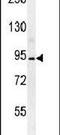 Brevican antibody, PA5-25808, Invitrogen Antibodies, Western Blot image 