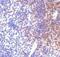 Interferon Regulatory Factor 7 antibody, NBP1-77264, Novus Biologicals, Immunohistochemistry frozen image 