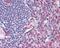 Adhesion G Protein-Coupled Receptor E5 antibody, NBP2-24552, Novus Biologicals, Immunohistochemistry frozen image 