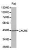 C-X-C Motif Chemokine Receptor 5 antibody, abx123394, Abbexa, Western Blot image 