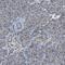 MIS18 Kinetochore Protein A antibody, PA5-53771, Invitrogen Antibodies, Immunohistochemistry frozen image 