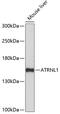 Attractin Like 1 antibody, 15-767, ProSci, Western Blot image 