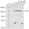 Ubiquitin Specific Peptidase 16 antibody, GTX16439, GeneTex, Western Blot image 