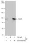 Mitotic spindle assembly checkpoint protein MAD1 antibody, NBP2-17198, Novus Biologicals, Western Blot image 