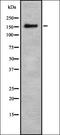 Potassium Voltage-Gated Channel Modifier Subfamily S Member 3 antibody, orb378145, Biorbyt, Western Blot image 