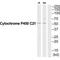 Cytochrome P450 Family 21 Subfamily A Member 2 antibody, A00821, Boster Biological Technology, Western Blot image 