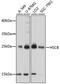 HscB Mitochondrial Iron-Sulfur Cluster Cochaperone antibody, A09549, Boster Biological Technology, Western Blot image 