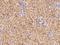 Platelet Derived Growth Factor D antibody, 106721-T08, Sino Biological, Immunohistochemistry frozen image 