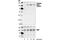 GRB2 Associated Binding Protein 1 antibody, 3231S, Cell Signaling Technology, Western Blot image 