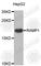 Receptor Activity Modifying Protein 1 antibody, A6447, ABclonal Technology, Western Blot image 