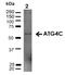 Autophagy Related 4C Cysteine Peptidase antibody, 23002, QED Bioscience, Western Blot image 