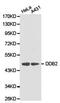 Damage Specific DNA Binding Protein 2 antibody, PA5-37361, Invitrogen Antibodies, Western Blot image 