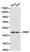 Damage Specific DNA Binding Protein 2 antibody, PA5-37361, Invitrogen Antibodies, Western Blot image 