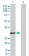 Catechol-O-Methyltransferase Domain Containing 1 antibody, H00118881-B01P, Novus Biologicals, Western Blot image 