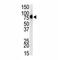 Toll Like Receptor 1 antibody, F44368-0.4ML, NSJ Bioreagents, Western Blot image 