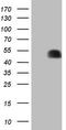 p53 antibody, TA805351S, Origene, Western Blot image 