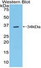 Contactin 1 antibody, MBS2006512, MyBioSource, Western Blot image 