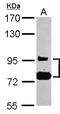 Semaphorin-4B antibody, NBP2-19299, Novus Biologicals, Western Blot image 