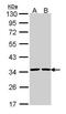 Annexin A5 antibody, GTX113384, GeneTex, Western Blot image 