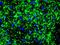 Neurofilament Heavy antibody, OMA1-06116, Invitrogen Antibodies, Immunohistochemistry paraffin image 