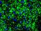 Neurofilament Heavy antibody, OMA1-06116, Invitrogen Antibodies, Immunohistochemistry paraffin image 