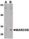  antibody, PA5-20632, Invitrogen Antibodies, Western Blot image 