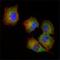 NME/NM23 Nucleoside Diphosphate Kinase 1 antibody, NBP1-47398, Novus Biologicals, Immunofluorescence image 