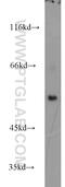 Sorting Nexin 27 antibody, 16329-1-AP, Proteintech Group, Western Blot image 