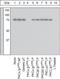 Protein Kinase C Eta antibody, 44-969, Invitrogen Antibodies, Western Blot image 