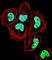 Zinc Finger Protein 155 antibody, abx029183, Abbexa, Western Blot image 