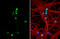 TN-R antibody, GTX118246, GeneTex, Immunocytochemistry image 