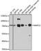 Matrix Metallopeptidase 13 antibody, 14-131, ProSci, Western Blot image 