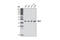 Regulator Of Chromosome Condensation 1 antibody, 3589S, Cell Signaling Technology, Western Blot image 