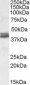 NudE Neurodevelopment Protein 1 Like 1 antibody, EB09175, Everest Biotech, Western Blot image 