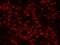 RHE antibody, IHC-00293, Bethyl Labs, Immunofluorescence image 