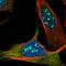 Exosome Component 10 antibody, HPA028484, Atlas Antibodies, Immunofluorescence image 